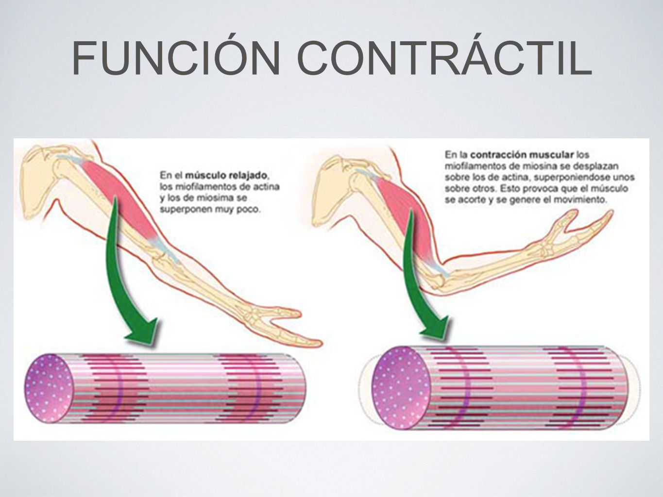 funciones de la proteinas contractiles funciones de la proteinas contractiles
